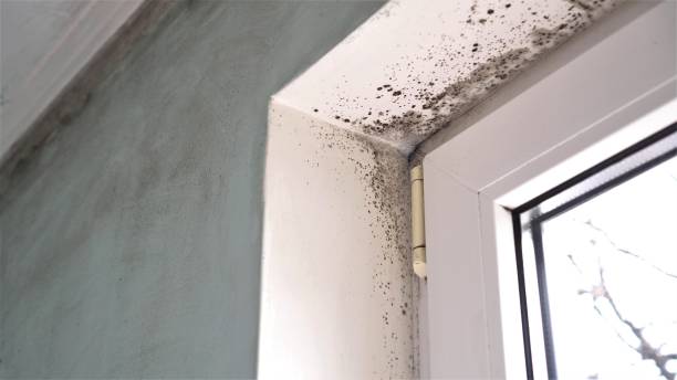 Best Post-Flood Mold Remediation in Oak Forest, IL