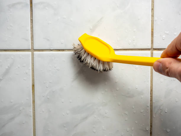 Best Industrial Mold Remediation in Oak Forest, IL
