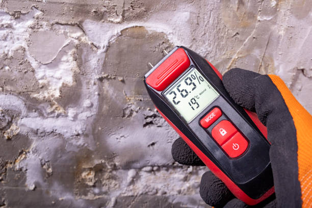 Best White Mold Remediation in Oak Forest, IL