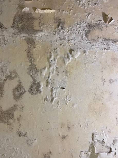 Best Commercial Mold Remediation in Oak Forest, IL