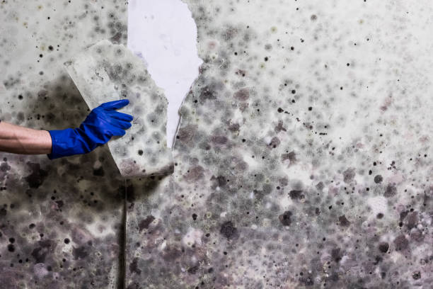 Best Basement Mold Remediation in Oak Forest, IL