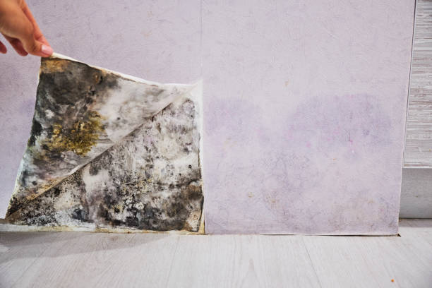 Best Black Mold Remediation in Oak Forest, IL